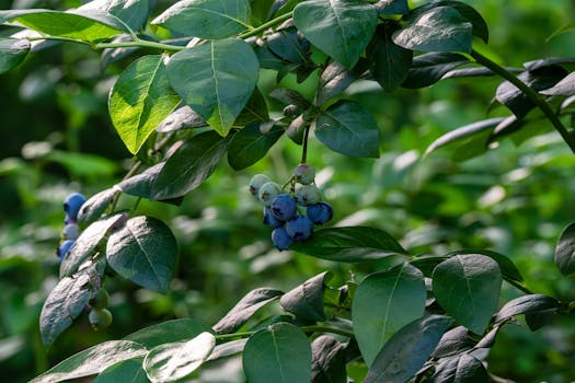 Close-up of ripe blueberries on leafy branches in Myślenice, Poland. Vibrant nature scene.