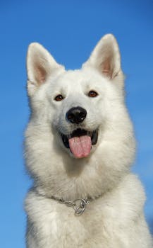 Portrait of a white German Shepherd dog with its tongue out against a clear blue sky.